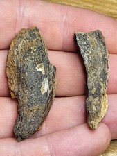 Two real Hell Creek Dinosaur