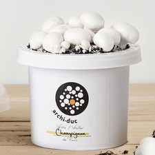 Mushroom Growing Kit | Grow Your Own White Button Mushrooms | Kitchen Garden