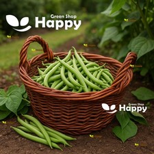 Blue Lake Bean - Climbing French Bean  - 40 Seeds - Heirloom - Vegetable Seeds