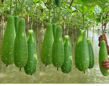 Asian Bottle Gourd Seeds, Lau,dudhi,bangla Kodu Luki  6  Best quality Seeds 