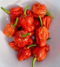 Some of the Worlds HOTTEST Chilli Seeds - 10 Varieties - 6 Seeds