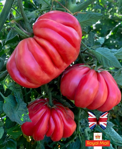Tomato seeds american - seeds,