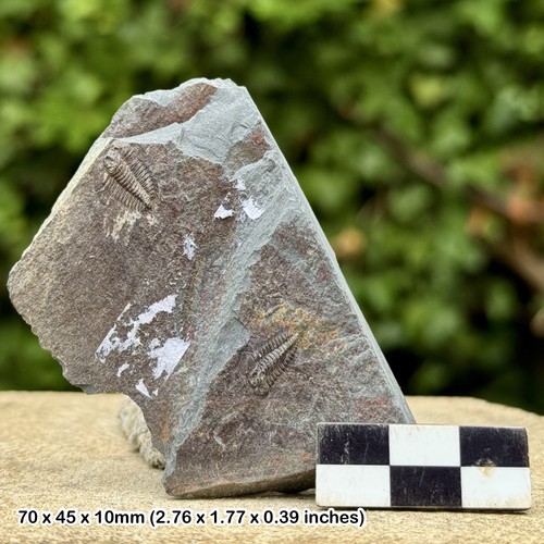 Rare parabolina heres - rare,