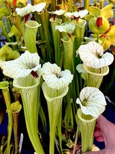Sarracenia moorei green - sarracenia, green/white
