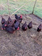 6 X Rhode Island Red Fluffy