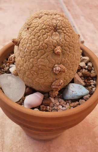 Migiurtinus pseudolith - 50,