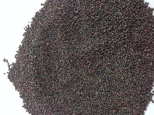 Rapeseed prepared carp bait - |,