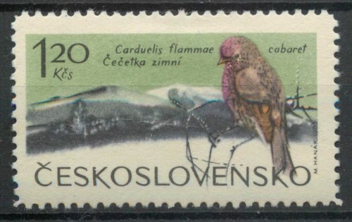 Lesser redpoll acanthis - lesser,