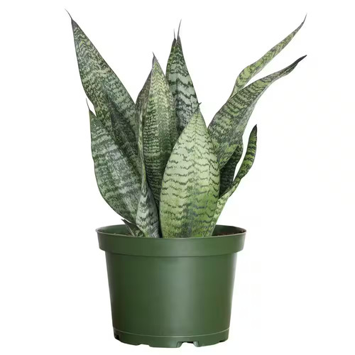 Live sansevieria zeylanica - live,