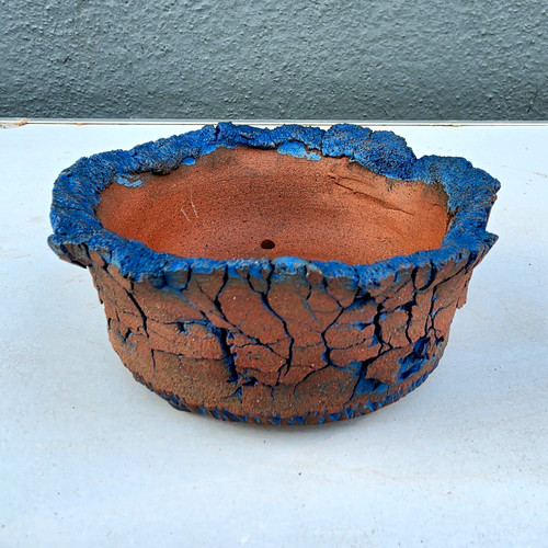 Blue crackle bonsai cactus - bonsai, /