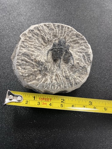 Trilobite fossil stone - trilobite,