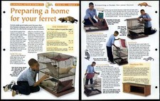 Home For Your Ferret #3 Looking After Animals, Animals, Animals Fact File Page