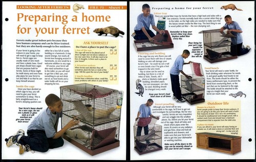 Home for your ferret - for,