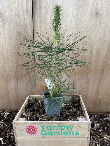 Japanese black pine tree - pine, /