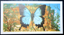 BLUE MOUNTAIN SWALLOWTAIL  Butterfly   Vintage 1964 Illustrated Card  JE10M