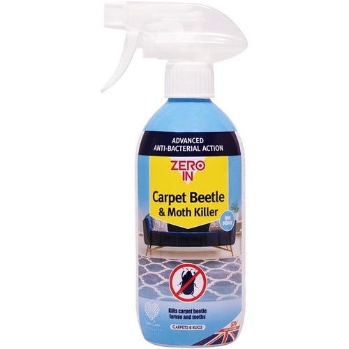 Zero carpet beetle larvae - beetle,