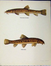 Original Old Vintage Print