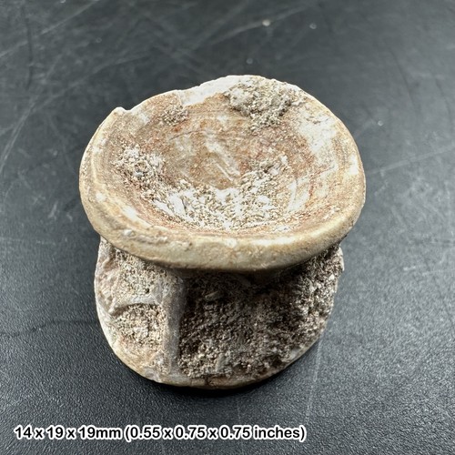 Authentic shark vertebra
