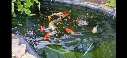 Fibreglass pond fish garden - fibreglass,