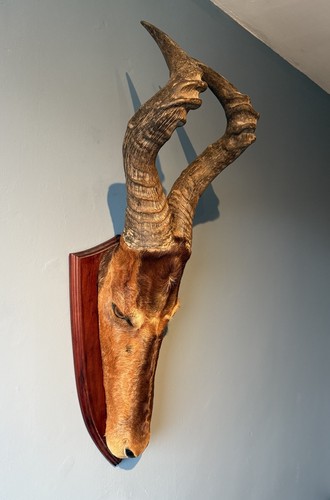 Rare taxidermy african - rare,