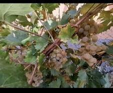 1 X Sweet White Table Grape Plant In 13cm Pot. Approx 20cm Long Easy To Grow Gar