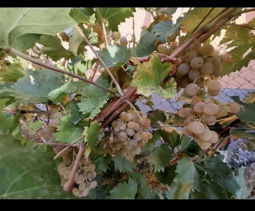 Sweet white table grape - white,