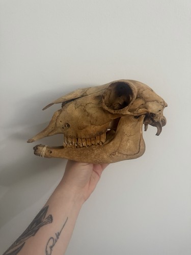 Nature found sheep - found, skull