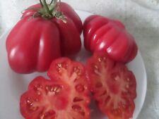 TOMATO CHARLIE CHAPLIN 25