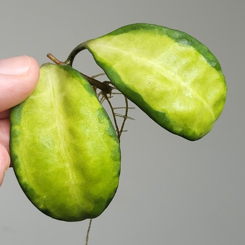 Very rare hoya - hoya, elliptica