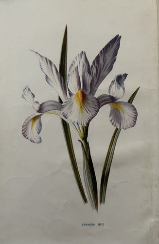 Antique print spanish - antique,