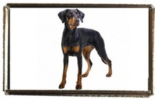 Doberman Dog Pet Silver Colour
