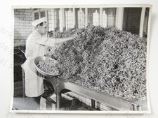 Worker wishbones shippam ltd - wishbones,