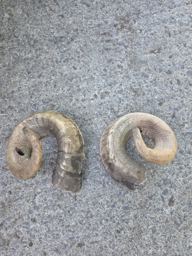 Sheep ram horns - sheep,