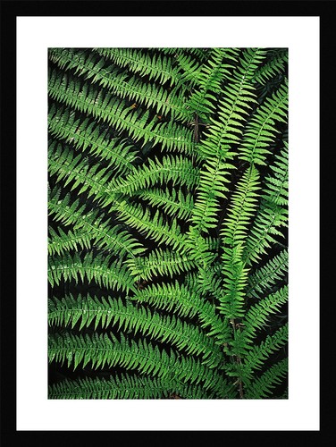 Stunning fern fronds print - fronds,