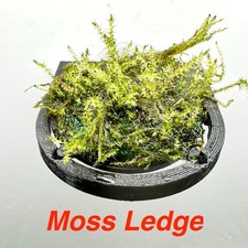 Aquarium Moss Ledge & Stem