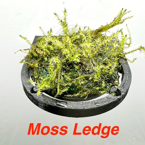 Aquarium moss ledge stem - ledge,
