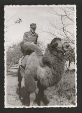 WW2 German Wehrmacht Luftwaffe Afrika Korps Original Portrait Photo  7x10cm