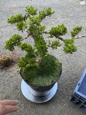 Boxwood Bonsai Tree (Rare