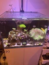 Marine fish tank - marine,