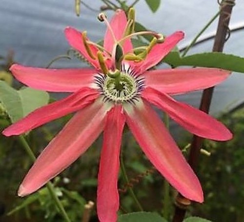 Young passion flower - a,