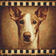 Ibizan Hound Puppy Dog Echoes