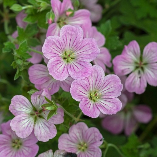 Geranium mavis simpson 9cm - ,