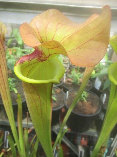 Sarracenia brass - sarracenia, x