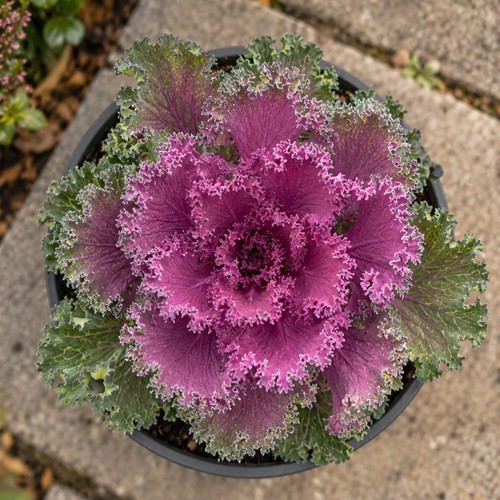 Ornamental cabbage purple - ornamental,