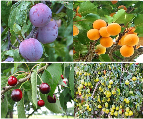 Mixed fruit tree seeds - 12,
