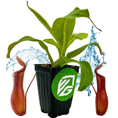 Alata carnivorous pitcher - alata,