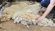 Raw sheep fleece