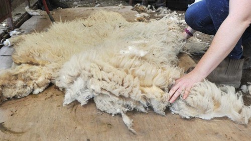 Raw sheep fleece