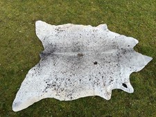 New real domestic cow - cow, (bos