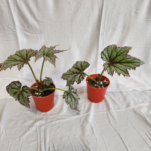 Begonia rex spacestar maia - begonia, 'spacestar